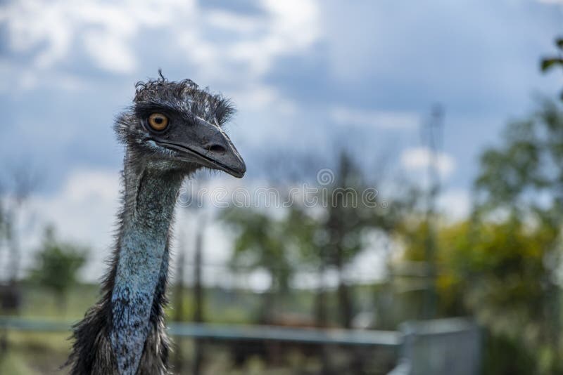 Emu- Dromaius novaehollandiae head shot very close with crazy orange looking eye stock images Emu- Dromaius novaehollandiae head shot very close with crazy orange looking eye stock images