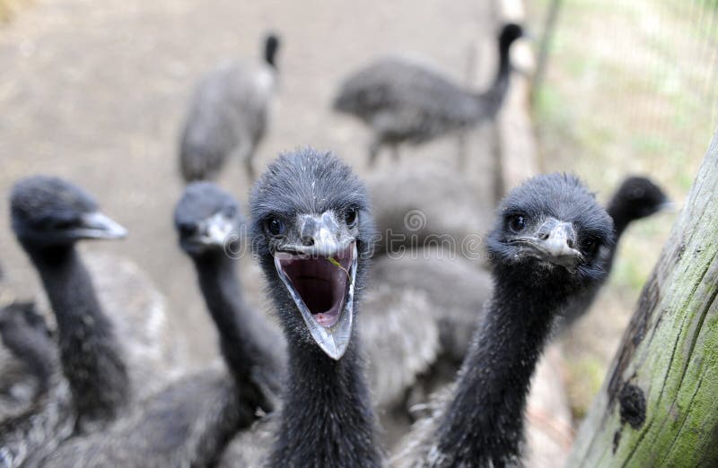 Emu Farm stock photo. Image of farm, emus, birds, america 19126862