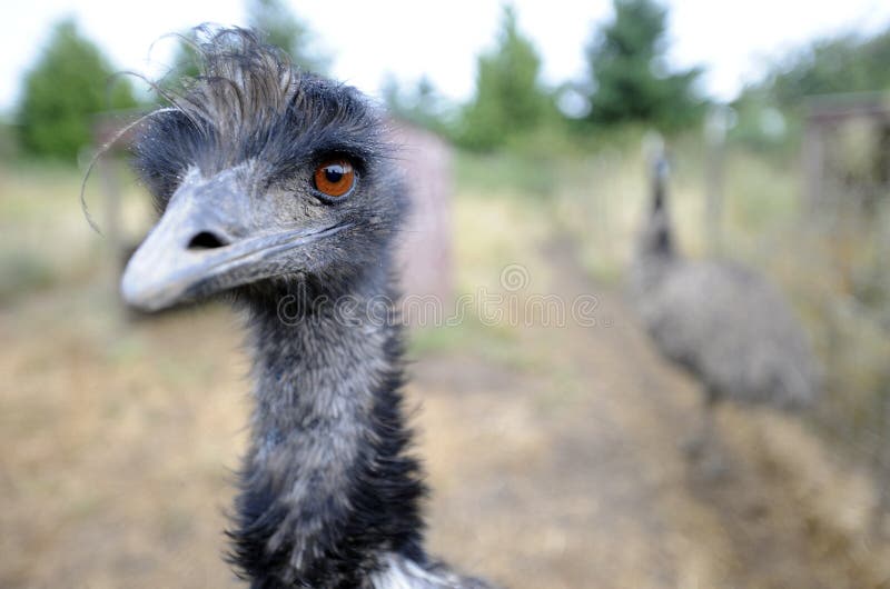 Emu Farm stock photo. Image of emus, northwest, birds 23846866