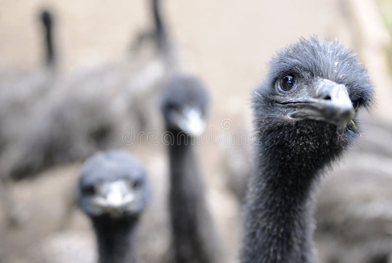 Emu Farm stock image. Image of northwest, states, emus 23846869
