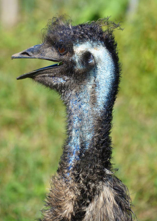 Emu is the Largest Bird Native To Australia Stock Photo Image of fowl, eyes 175652706