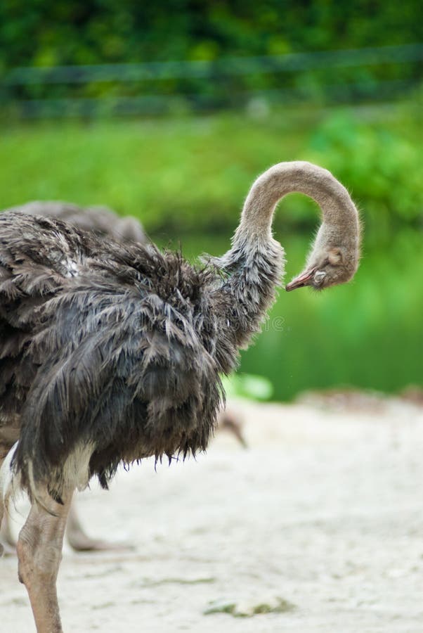 Emu or Ostrich