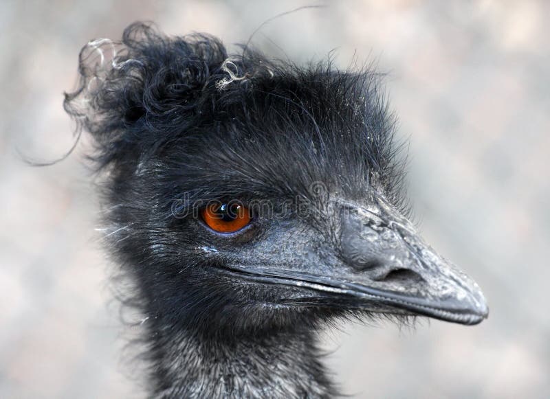 Emu portrait