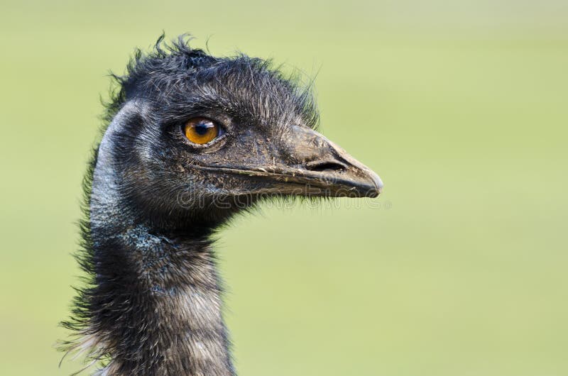 Emu Portrait, A Native Australian Flightless Bird. Stock Image Image