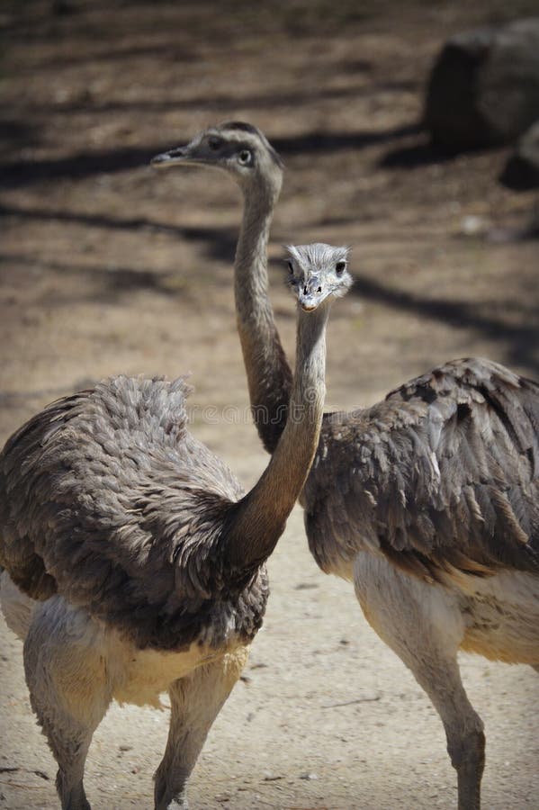 Emu