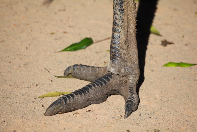 Close-up of the foot of an emu bird standing on sandy ground. Australian wildlife. Close-up of the foot of an emu bird standing on sandy ground. Australian wildlife.