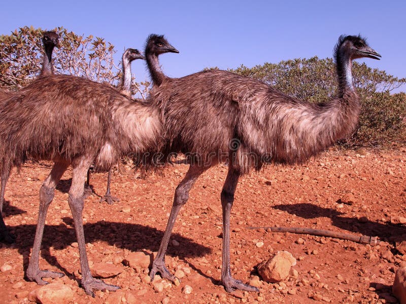 Emus, australia