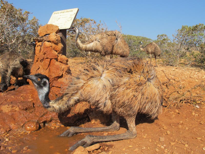 Emus, australia