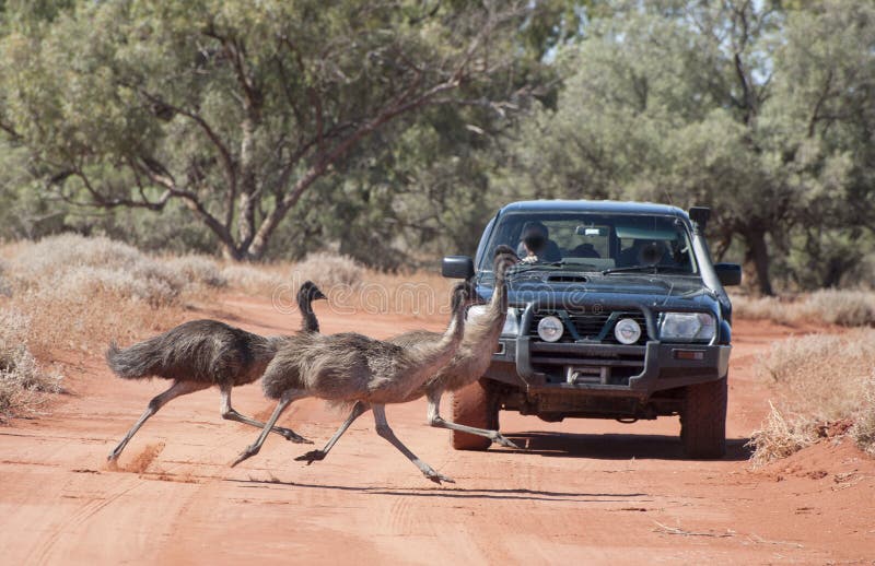 Emus crossing road