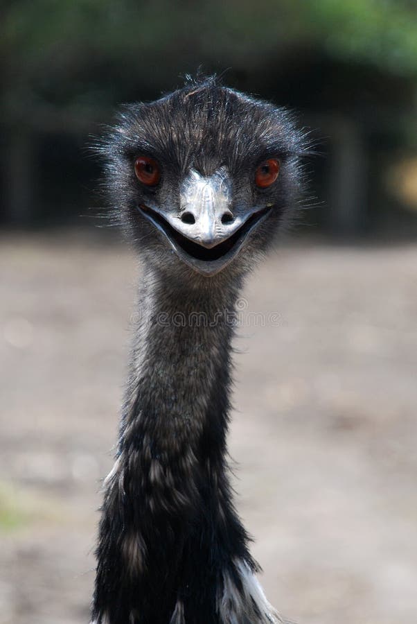 Sono il grande, incapace di volare birdwatching domestico sul.