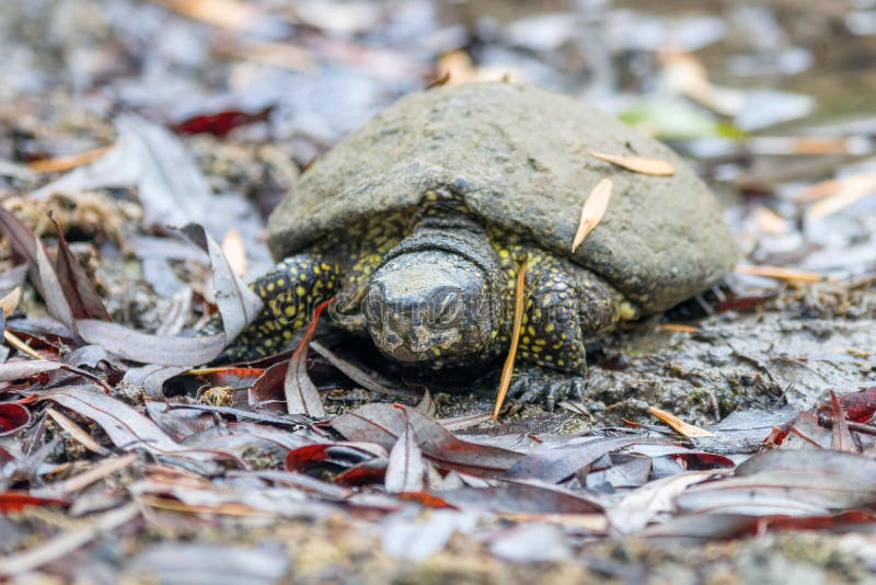 Emys orbicularis sleapi efter hibernation, tidig vår royaltyfria bilder Emys orbicularis sleapi efter hibernation, tidig vår royaltyfria bilder