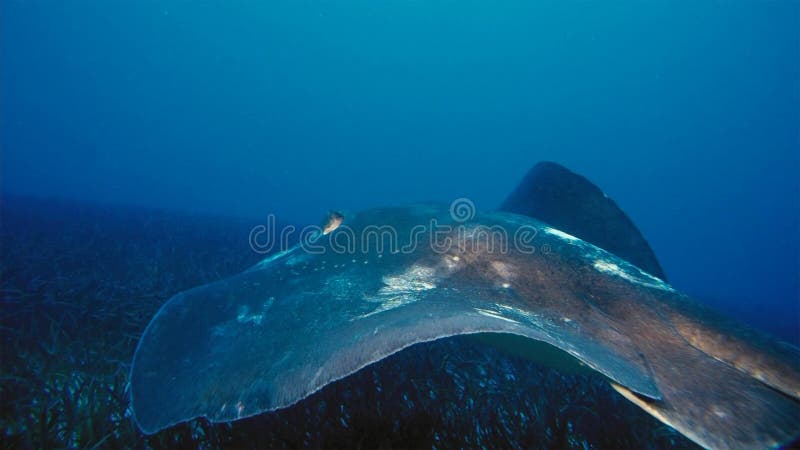 En alfredi för Manta för Mantastråle simmar över en oceanisk höjdpunkt i den Komodo nationalparken, Indonesien Mantas är funnit v royaltyfri fotografi En alfredi för Manta för Mantastråle simmar över en oceanisk höjdpunkt i den Komodo nationalparken, Indonesien Mantas är funnit v royaltyfri fotografi