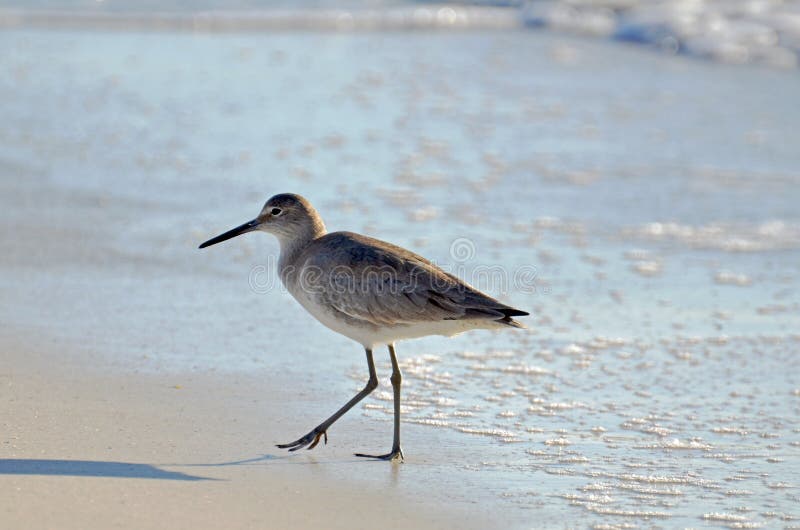 En amerikansk kort fågel för räkningdowitchersnäppa som promenerar dold sand för seafoam royaltyfria foton En amerikansk kort fågel för räkningdowitchersnäppa som promenerar dold sand för seafoam royaltyfria foton