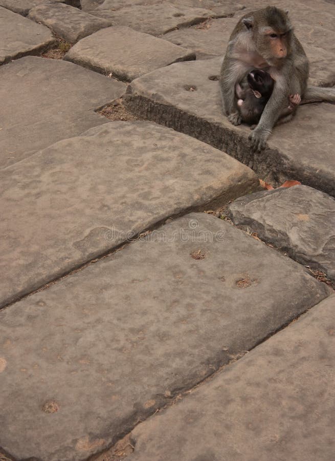 En apa som framme sitter på stenar av en av templen av det UNESCOAngkor området arkivbilder En apa som framme sitter på stenar av en av templen av det UNESCOAngkor området arkivbilder