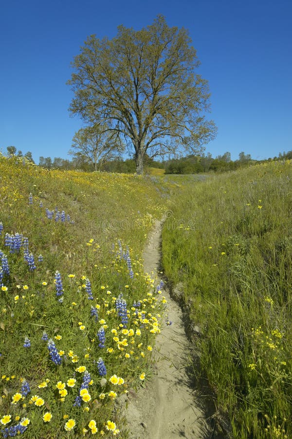 A path winding past a lone tree and colorful bouquet of spring flowers blossoming off Route 58 on Shell Creek road, West of Bakersfield in CA. A path winding past a lone tree and colorful bouquet of spring flowers blossoming off Route 58 on Shell Creek road, West of Bakersfield in CA