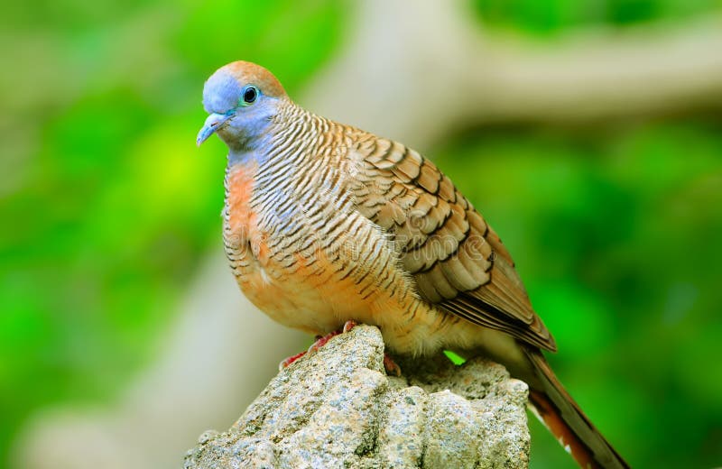 A juvenile turtle dove perched on the tree trunk. A juvenile turtle dove perched on the tree trunk