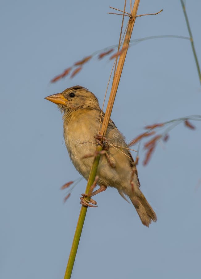 En Baya Weaver manfågel fotografering för bildbyråer