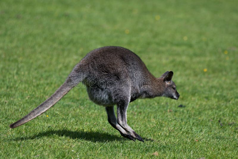En Bennett Wallaby, infödingen av ostkusten av Australien och Tasmanien, kallade ibland denhånglade vallabyen royaltyfri foto En Bennett Wallaby, infödingen av ostkusten av Australien och Tasmanien, kallade ibland denhånglade vallabyen royaltyfri foto