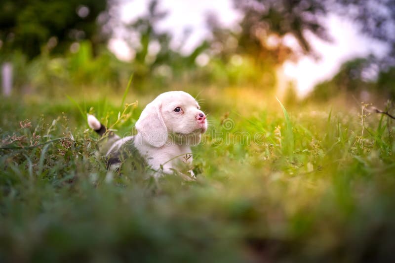 En berömvärd, vit beagle-valp som leker på gräsfältet. En vacker, vit beagle-valp som spelar utomhus på gräsfältet
