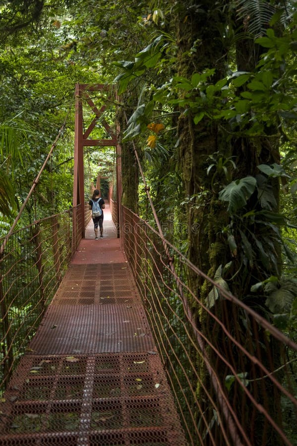 En besökare korsar en upphängningbro i det Monteverde molnet Forest Reserve arkivfoton En besökare korsar en upphängningbro i det Monteverde molnet Forest Reserve arkivfoton