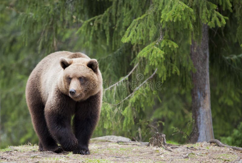 A wild bear walks in the forest in finland. A wild bear walks in the forest in finland