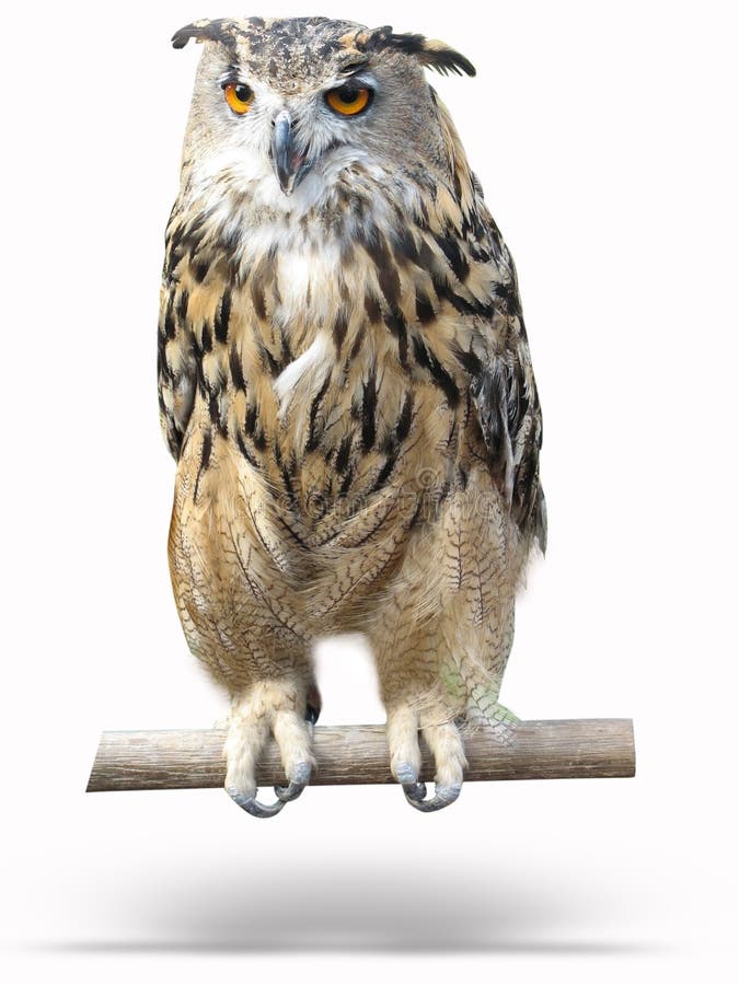 en bois sage d'ombre de hibou d'isolement par écorce photos stock en bois sage d'ombre de hibou d'isolement par écorce photos stock