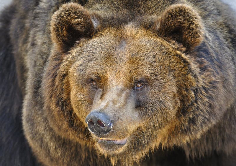 En brun björn