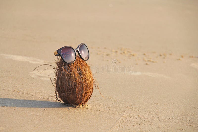 En brun kokosnöt med solglasögon, på stranden och på havet, ag arkivbilder En brun kokosnöt med solglasögon, på stranden och på havet, ag arkivbilder