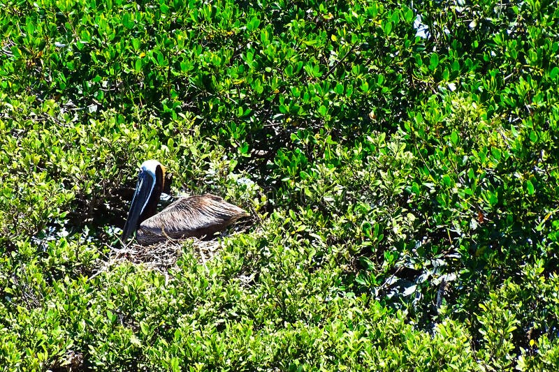 a brown pelican nesting on the branches of a mangrove tree in St Petersburg, Florida USA. a brown pelican nesting on the branches of a mangrove tree in St Petersburg, Florida USA