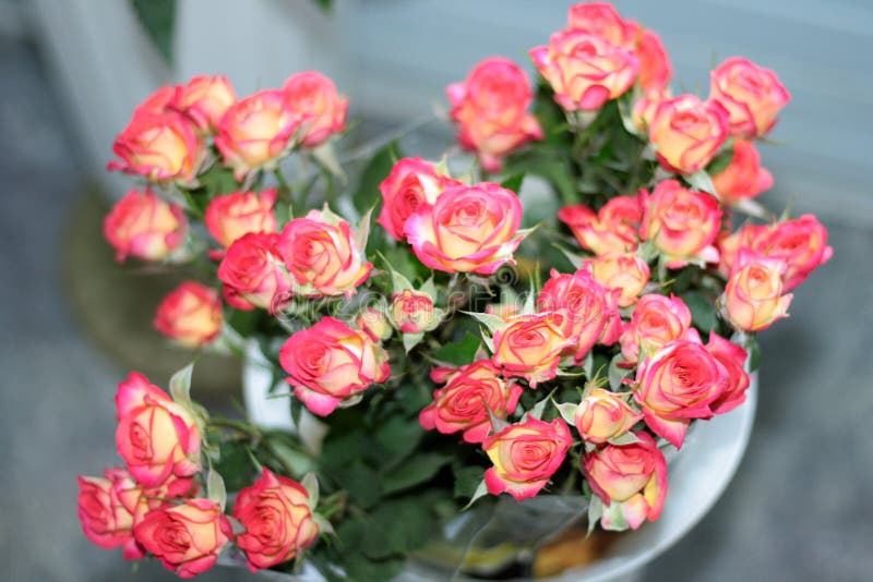 En bukett av att blomma mjukt rosa - vita rosor på en ljus bakgrund royaltyfri foto En bukett av att blomma mjukt rosa - vita rosor på en ljus bakgrund royaltyfri foto
