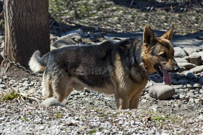 En bunden tysk herdehund står och väntar på sin herre, stadstelt royaltyfri fotografi En bunden tysk herdehund står och väntar på sin herre, stadstelt royaltyfri fotografi