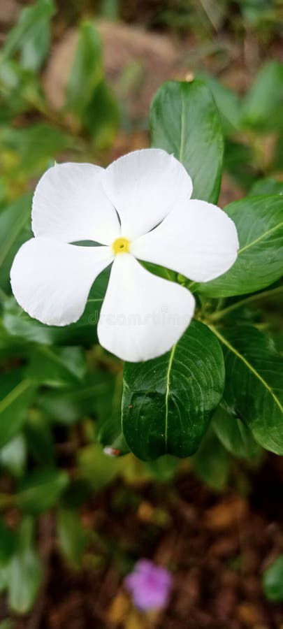 En closeup-bild fångar en pristine white periwinkle-blomma arkivfoton