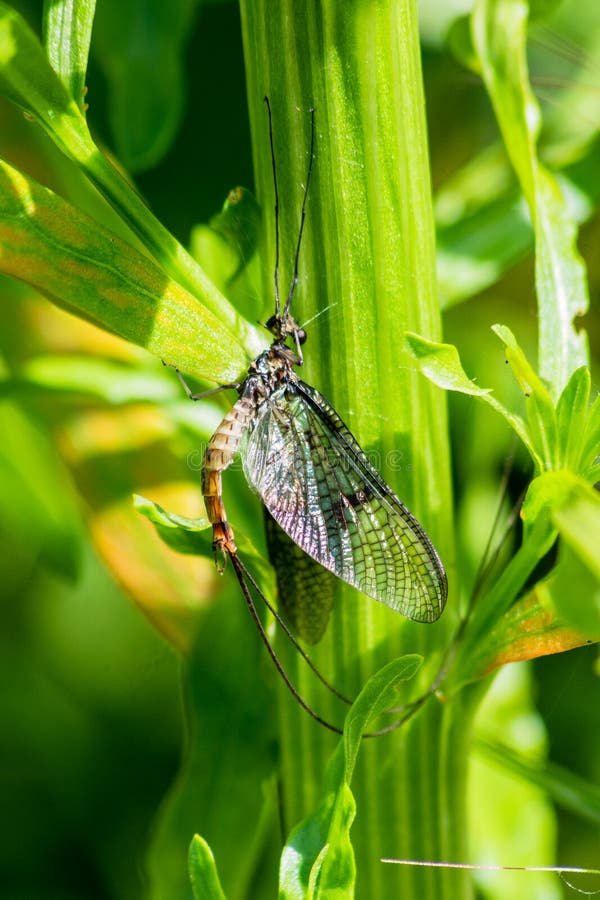 En dagsländaEphemeroptera som klamra sig fast intill flodstrandvegetation arkivfoton En dagsländaEphemeroptera som klamra sig fast intill flodstrandvegetation arkivfoton
