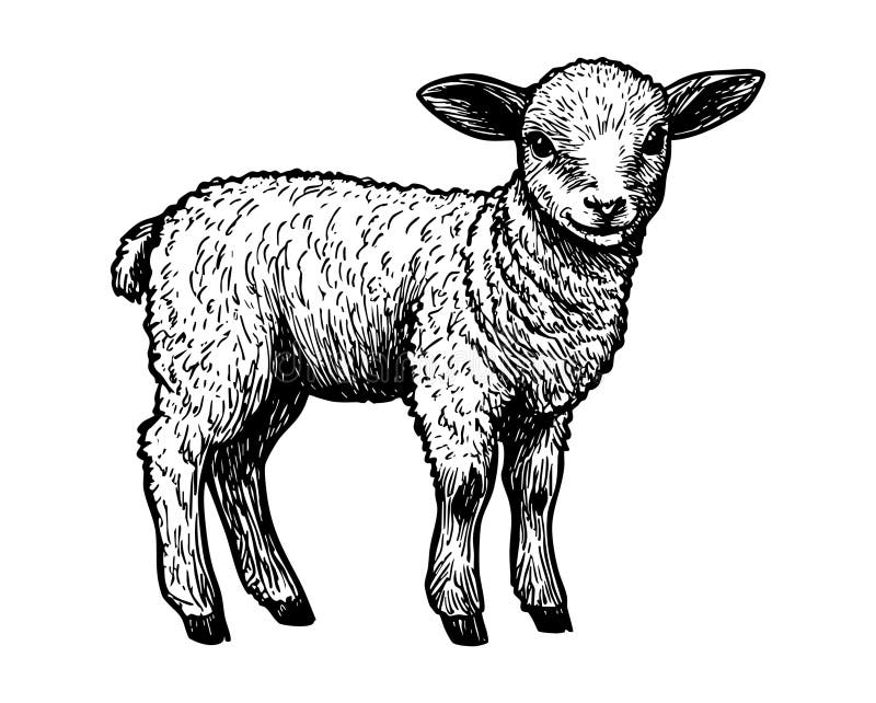 En detaljerad svart och vit illustration av en ung lamm som står i en leksak och visar dess söta funktioner.
