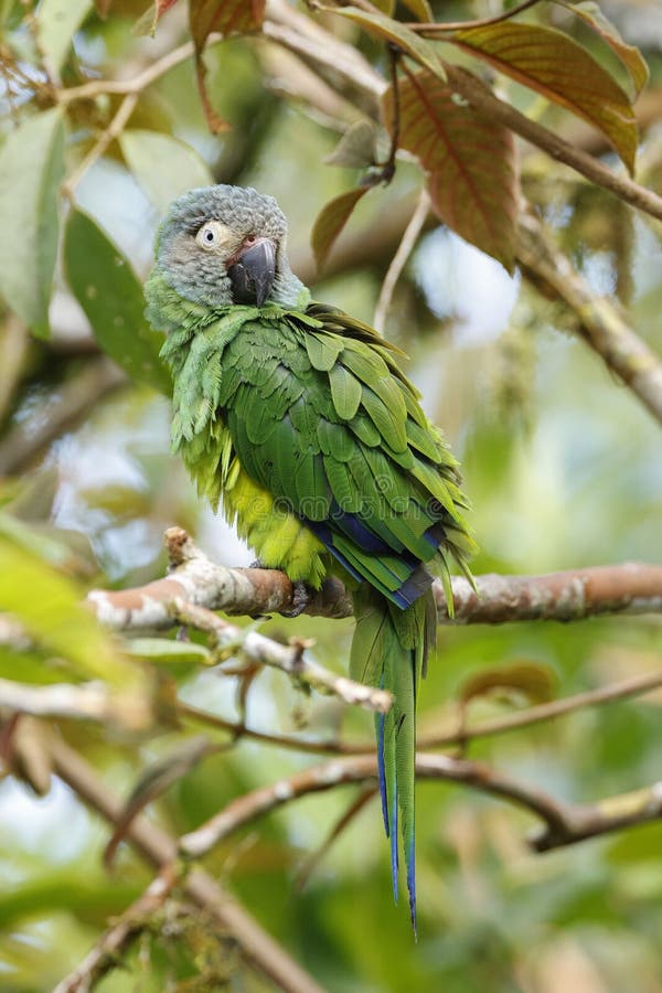 The dusky-headed parakeet, also known as Weddell`s conure or dusky-headed conure in aviculture, is a small green Neotropical parrot with dusty grey head found in wooded habitats in the western Amazon basin of South America. The dusky-headed parakeet, also known as Weddell`s conure or dusky-headed conure in aviculture, is a small green Neotropical parrot with dusty grey head found in wooded habitats in the western Amazon basin of South America.