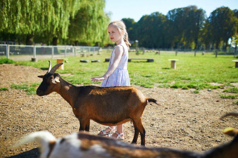 En dålig förskoleflicka som leker med små getter på en gård fotografering för bildbyråer