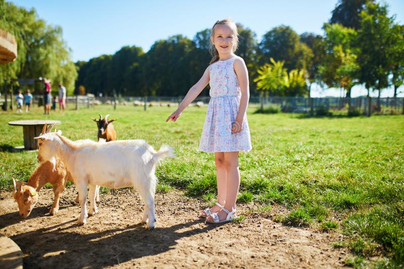 En dålig förskoleflicka som leker med små getter på en gård fotografering för bildbyråer
