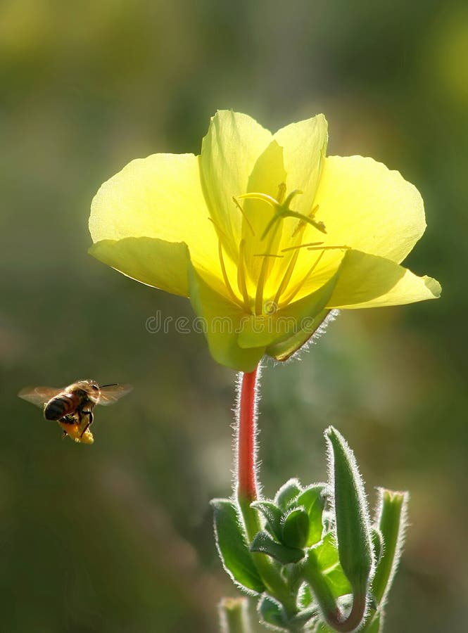 Vertical oriented image of bee flying towards beautiful yellow flower. Vertical oriented image of bee flying towards beautiful yellow flower.