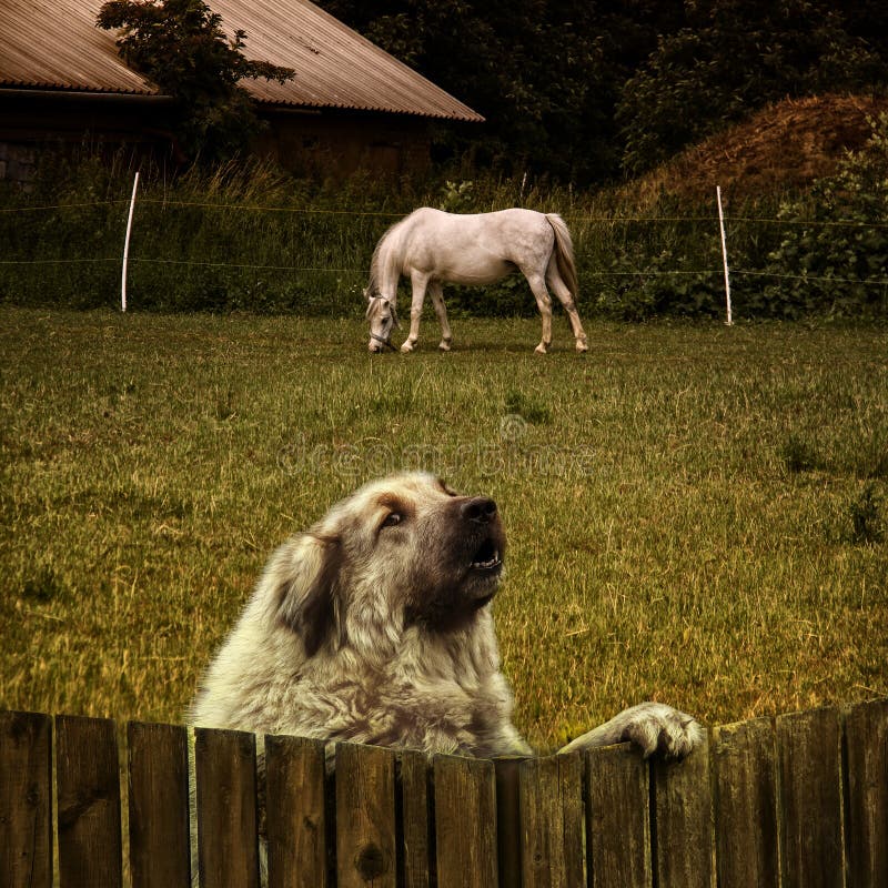 Cerca foto de archivo. Imagen de nieve, blanco, escena - 94628628