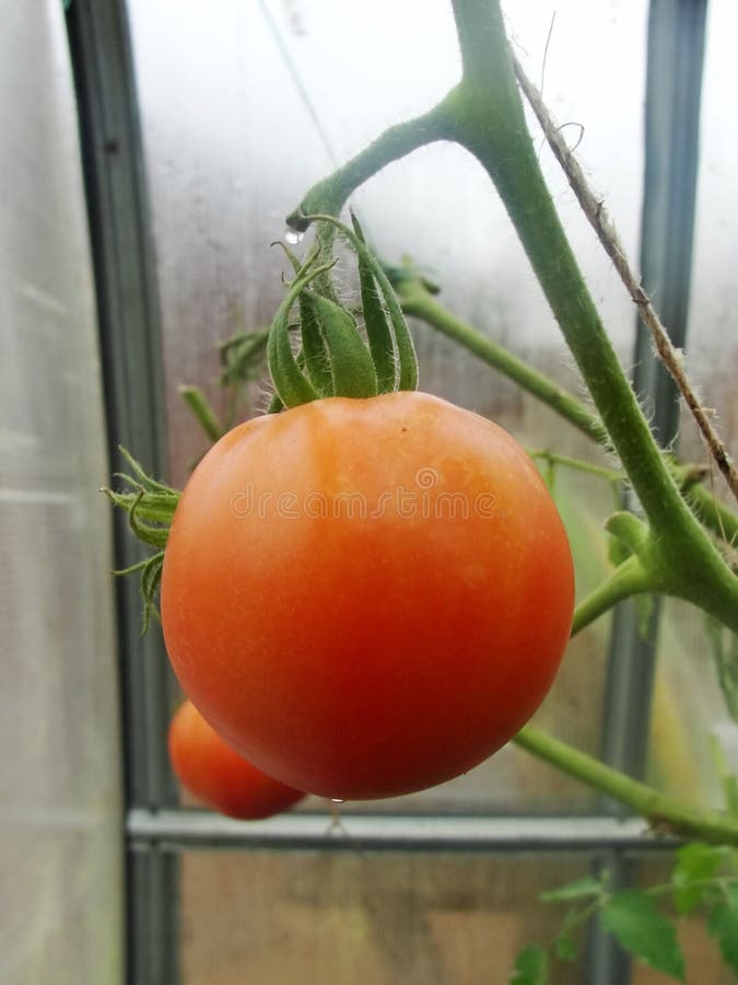 En el invernadero del jardín, tomates verdes de maduración en la rama de una planta de Bush tomate en el jardín Tomates del mucha fotografía de archivo libre de regalías En el invernadero del jardín, tomates verdes de maduración en la rama de una planta de Bush tomate en el jardín Tomates del mucha fotografía de archivo libre de regalías