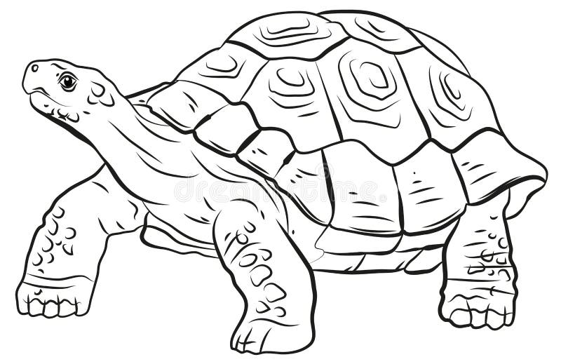 En El Mundo Animal. Imagen De La Tortuga. Coloración De Dibujo En Blanco Y  Negro Stock de ilustración - Ilustración de animales, negro: 201635387