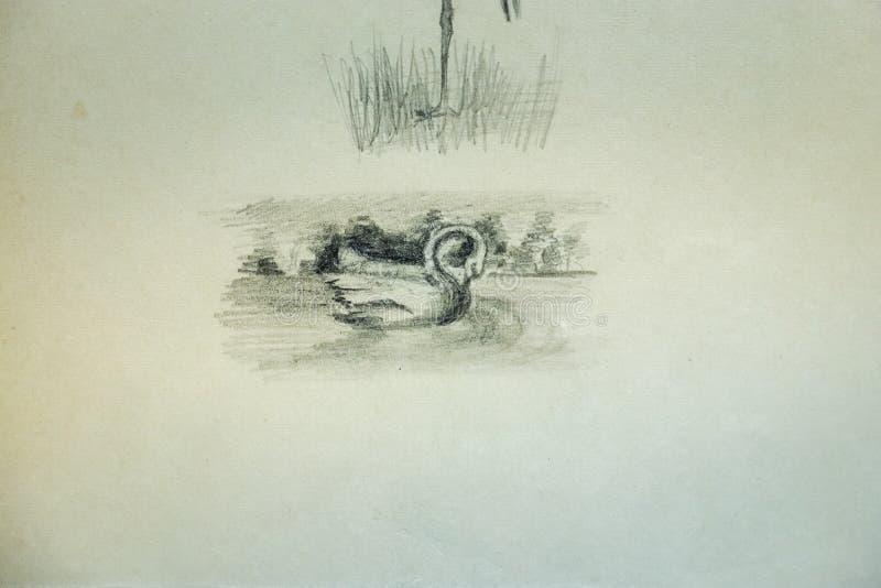 En El Papel Blanco Es Un Lápiz Gráfico Dibujado Un Cisne Flotando En El Lago De Cerca, Hay Claroscuro Imagen de archivo con claroscuro En El Papel Blanco Es Un Lápiz Gráfico Dibujado Un Cisne Flotando En El Lago De Cerca, Hay Claroscuro Imagen de archivo