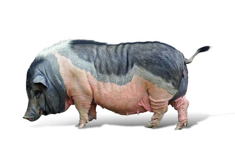 En el primer blanco de la cabeza de la jirafa del fondo imagen de archivo En el primer blanco de la cabeza de la jirafa del fondo imagen de archivo