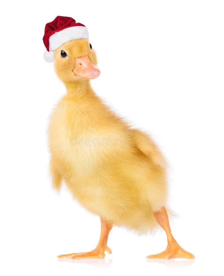 Beautiful little yellow duckling in red Christmas Santa hat. Cute newborn duckling dressed as Santa Claus looking at camera. Christmas newly hatched duck, isolated on white background. Beautiful little yellow duckling in red Christmas Santa hat. Cute newborn duckling dressed as Santa Claus looking at camera. Christmas newly hatched duck, isolated on white background.