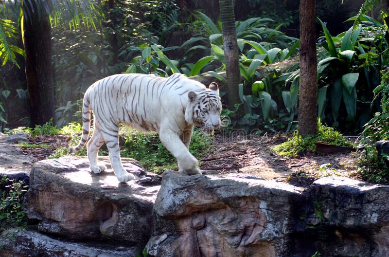 En el vagabundeo - tigre blanco