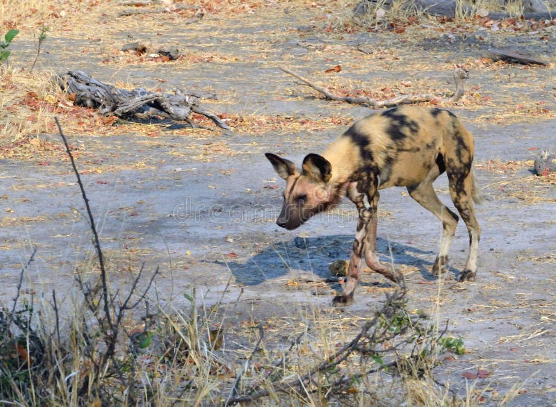 En lös hund Botswana fotografering för bildbyråer. Bild av jordning