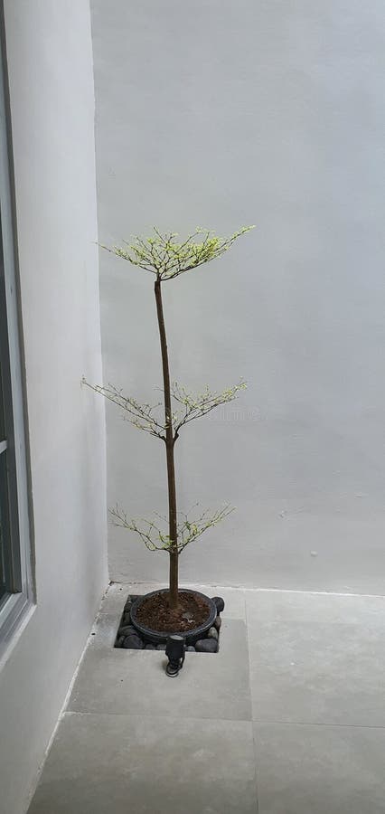 En estetisk växt för inomhusdekaler royaltyfri foto