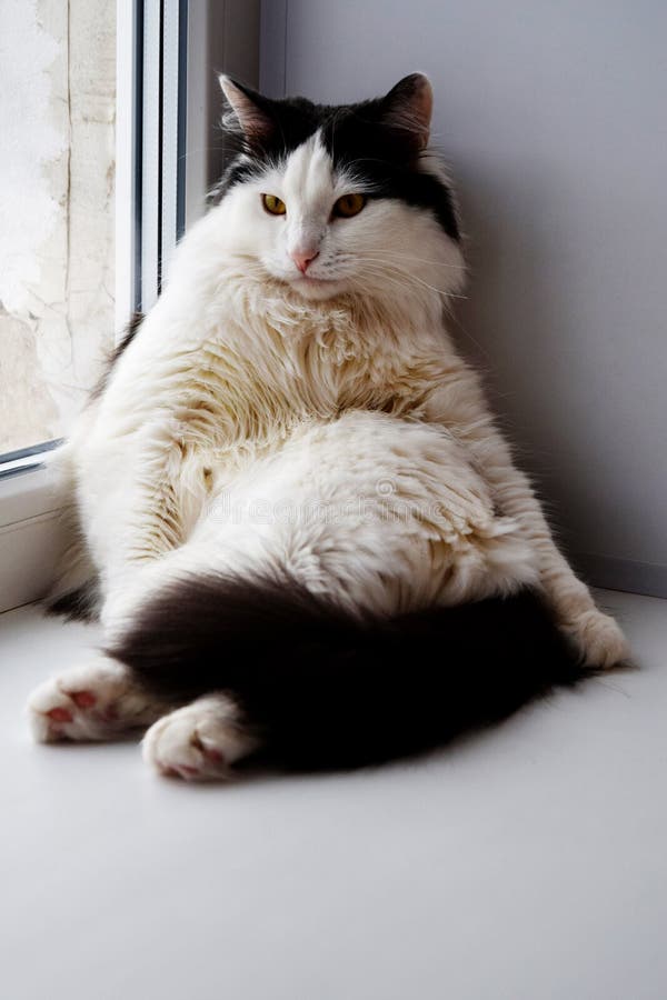 En fet svartvit katt sitter på fönstret som en man royaltyfri foto En fet svartvit katt sitter på fönstret som en man royaltyfri foto