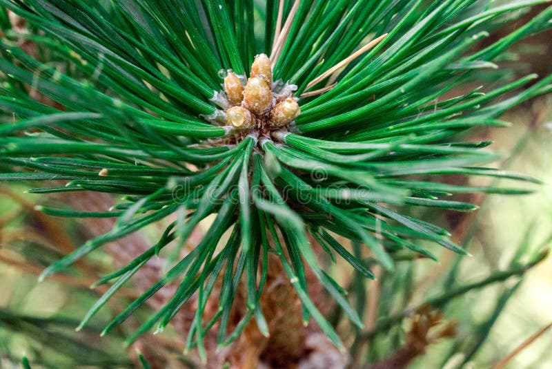 En filial av sörjer i ett knaprigt plan, med små kottar i skogen royaltyfria foton En filial av sörjer i ett knaprigt plan, med små kottar i skogen royaltyfria foton