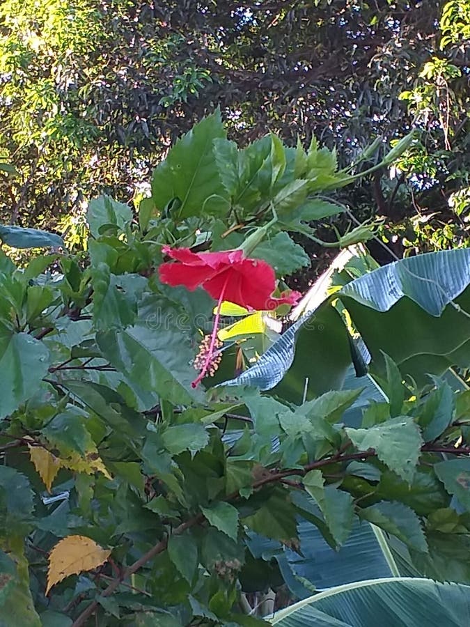 En fin blomma som visar kärlek arkivfoton En fin blomma som visar kärlek arkivfoton